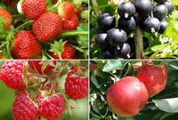 АССОРТИМЕНТ ПЛОДОВО-ЯГОДНЫХ И ДЕКОРАТИВНЫХ КУЛЬТУР НА ВЕСНУ 2014 ГОДА